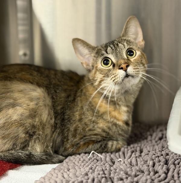 Enlarge Over the Moon, a Adoptable mixed breed in Richmond, VA image 4/4