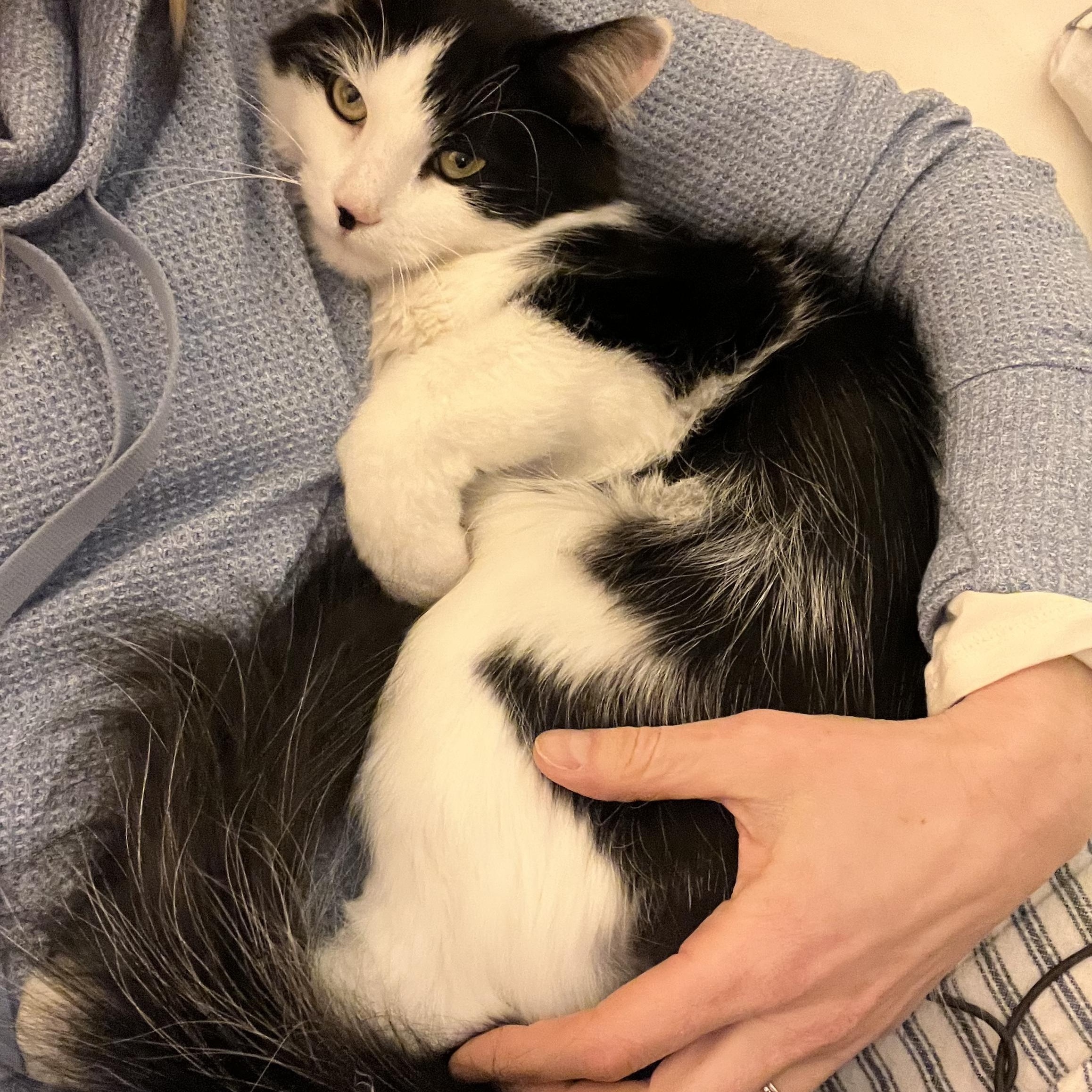 Enlarge Domino, an adopted mixed breed in Hyattsville, MD image 3/6