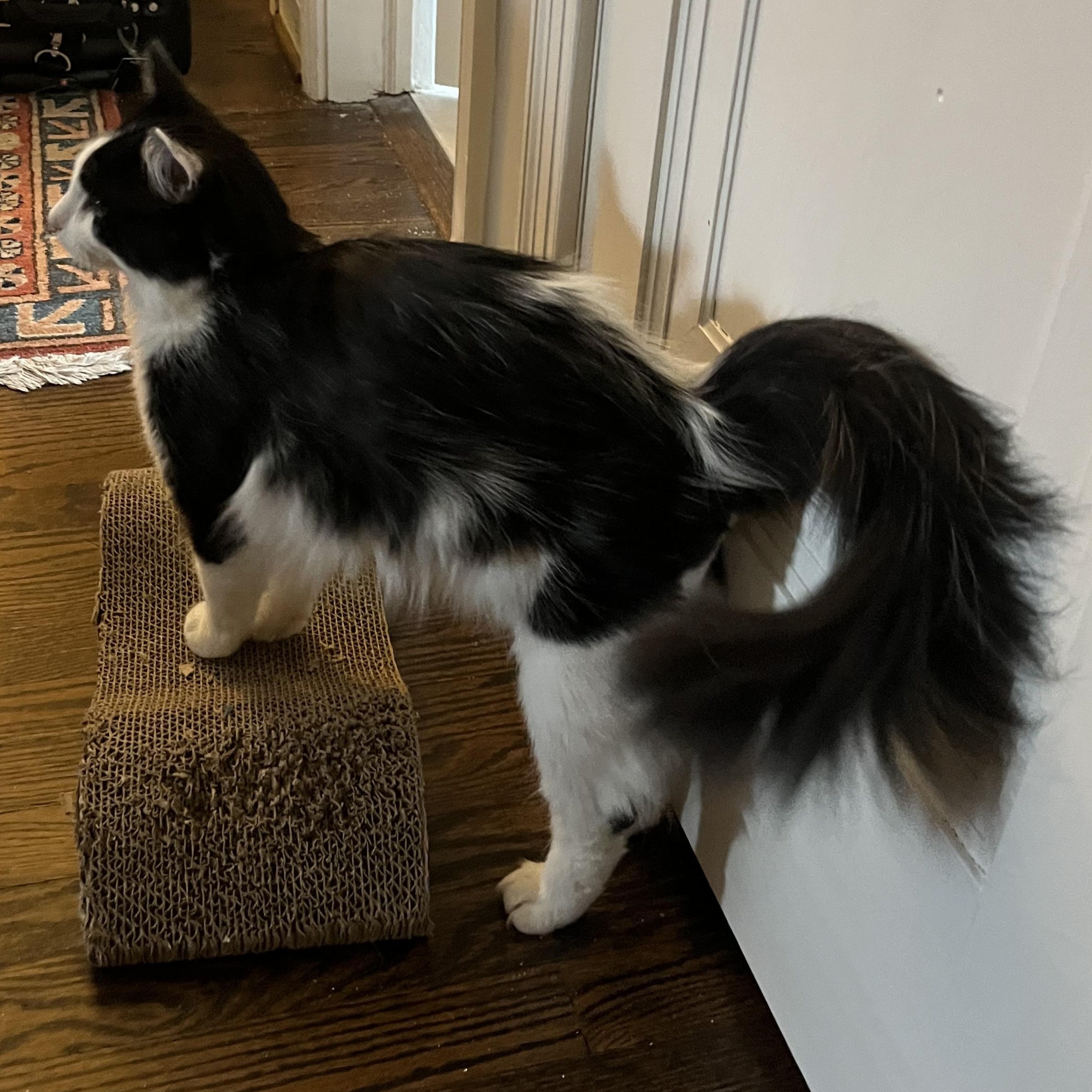 Enlarge Domino, an adopted mixed breed in Hyattsville, MD image 2/6