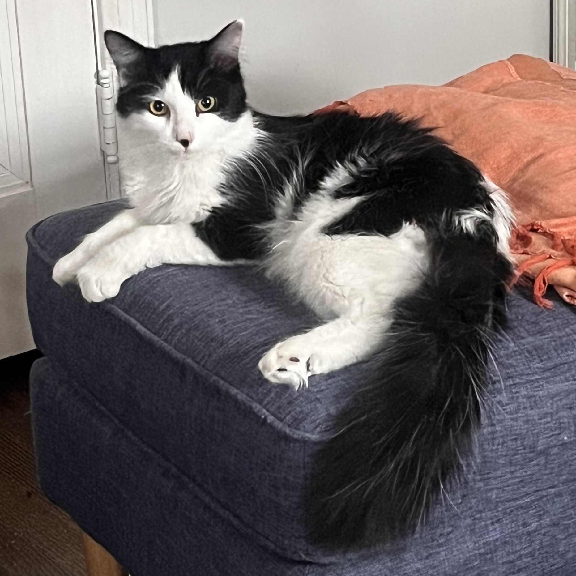 Domino, adopted, Young Male Domestic Medium Hair & Norwegian Forest Cat.