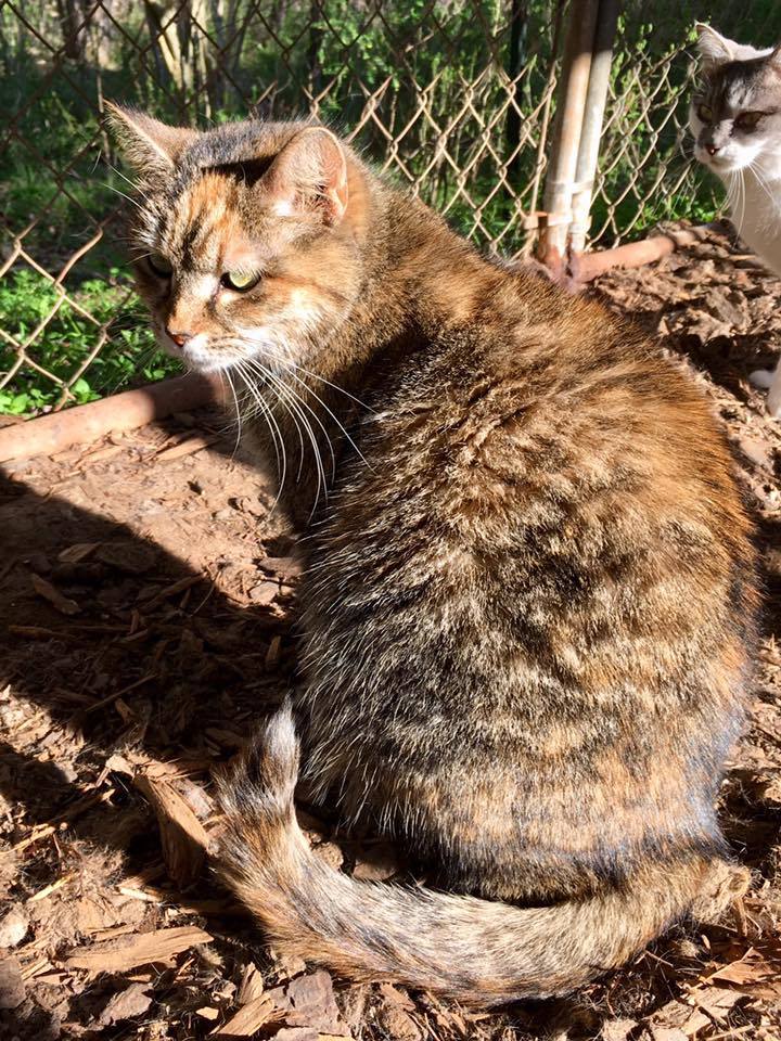 Enlarge Pauline, a Adoptable Domestic Short Hair in Stuart, VA image 1/1