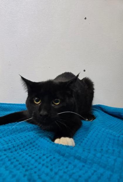 Ba Boy, Adoptable, Adult Male Domestic Short Hair & Domestic Short Hair.