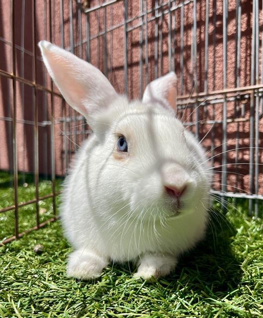 Enlarge VAL, a Adoptable Bunny Rabbit in San Francisco, CA image 1/1