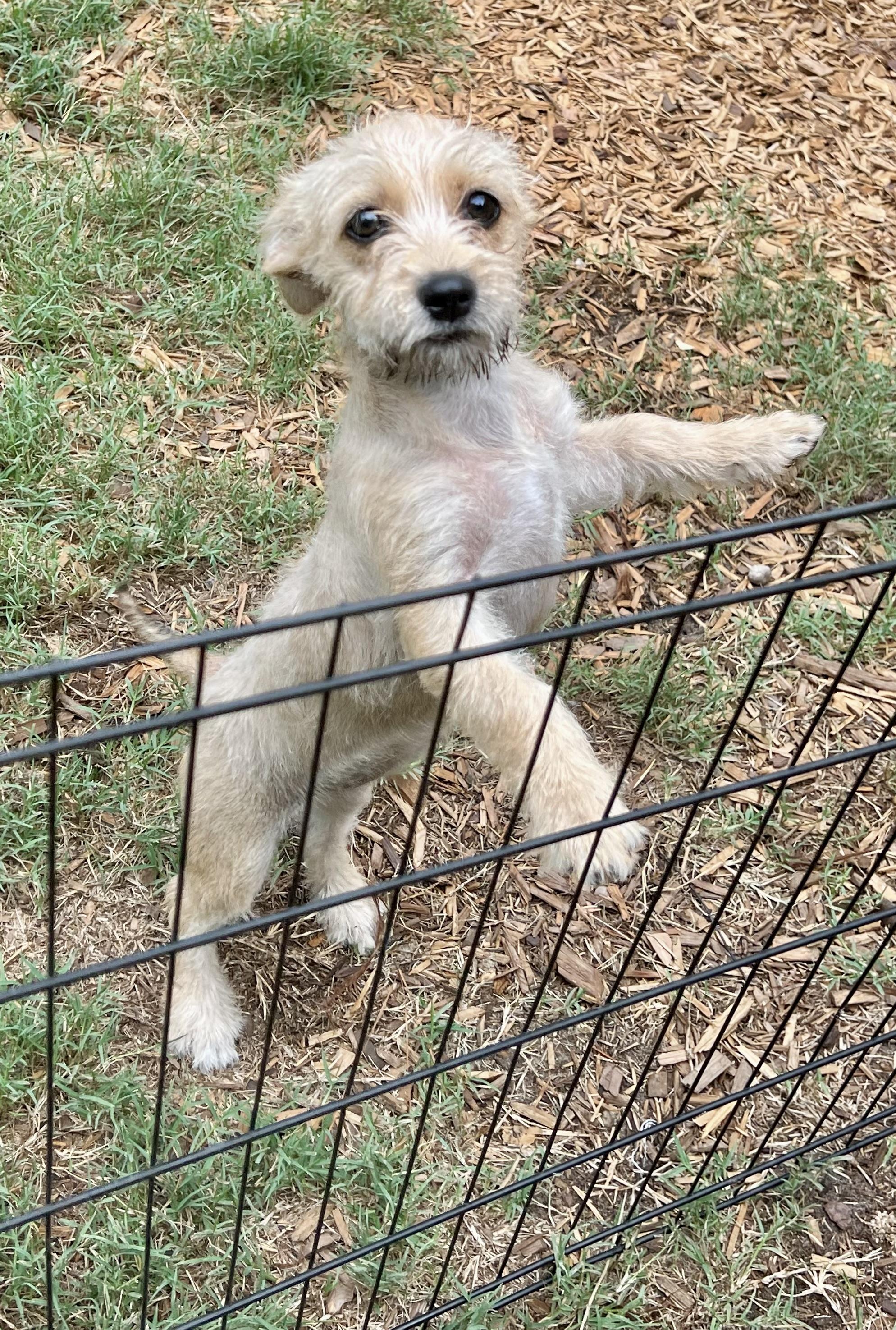 Enlarge Mimi-ADOPTION PENDING, a Adoptable mixed breed in Mt Pleasant, SC image 3/5