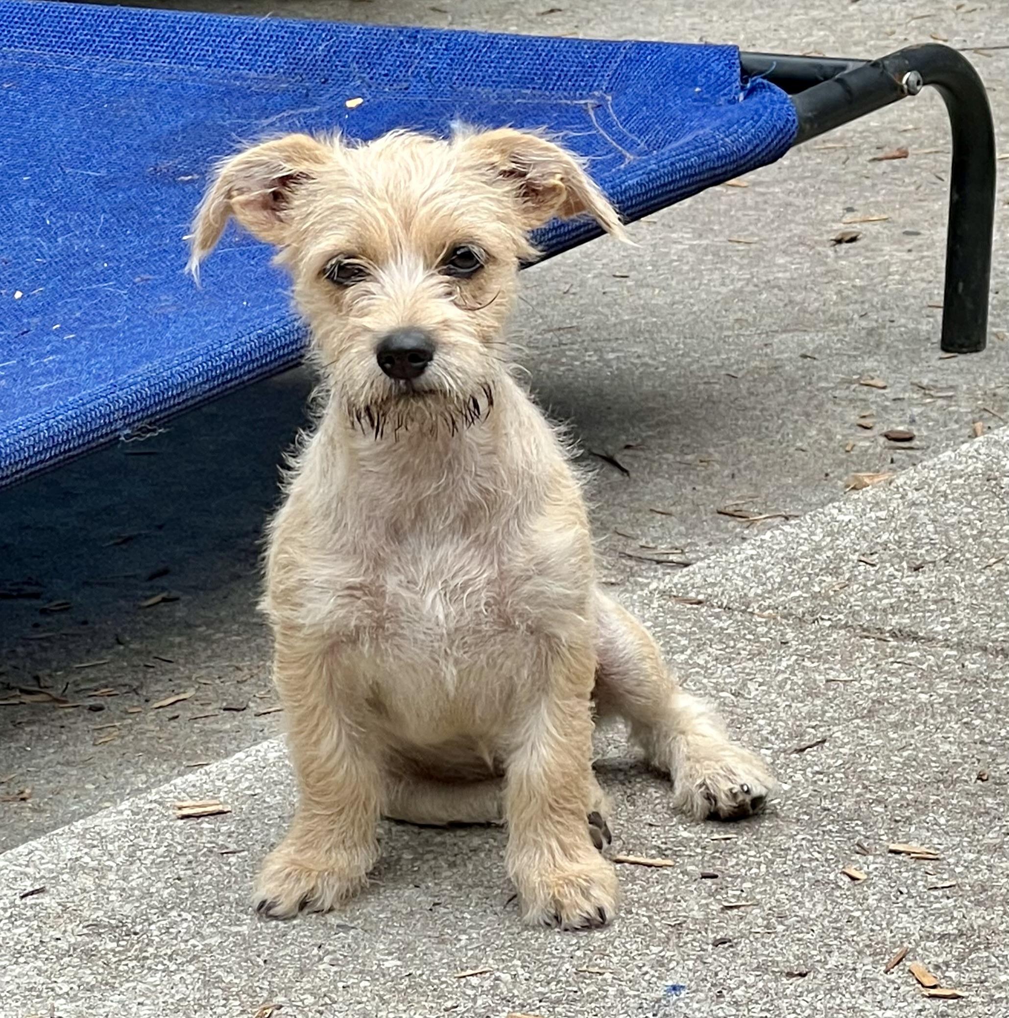 Enlarge Mimi-ADOPTION PENDING, a Adoptable mixed breed in Mt Pleasant, SC image 2/5