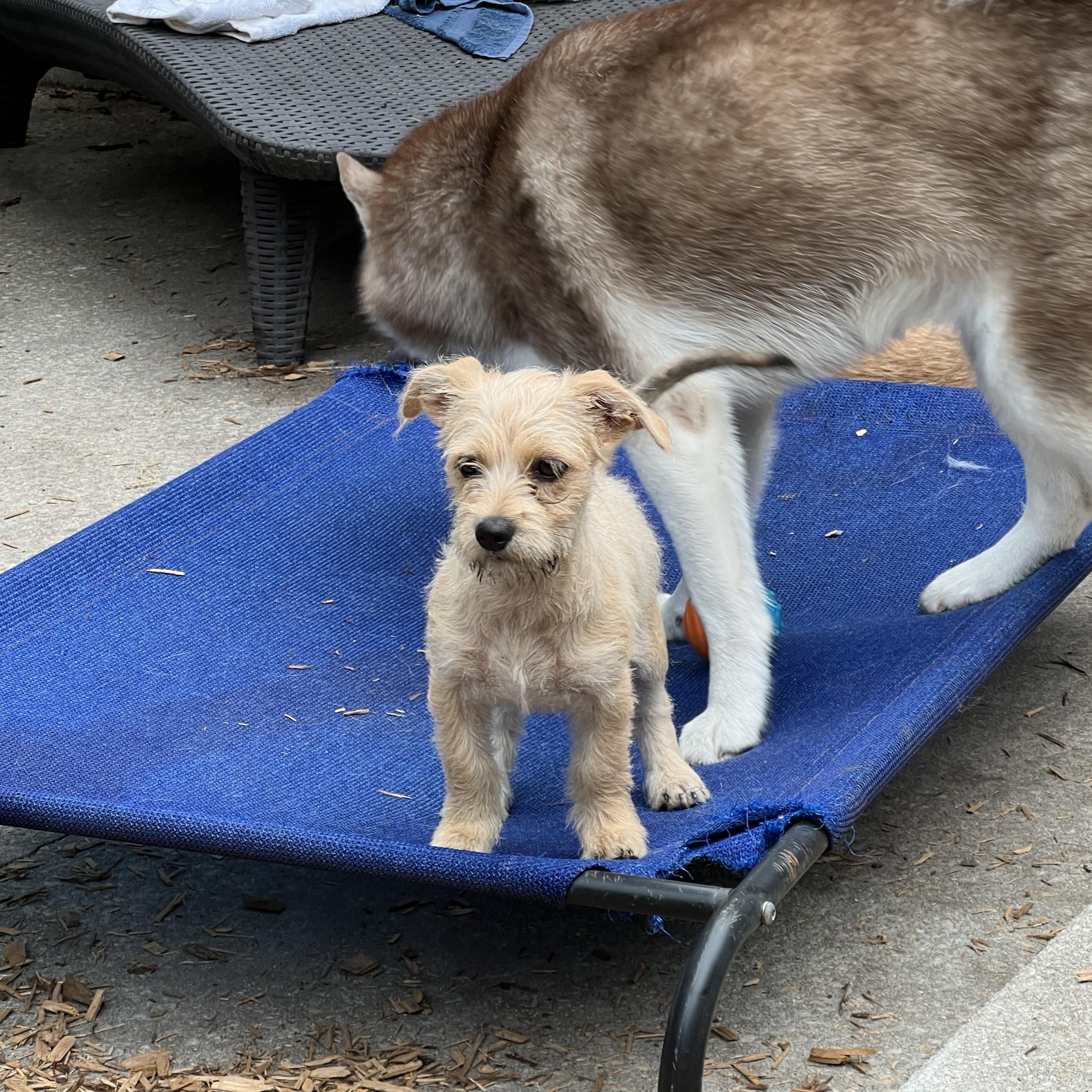 Enlarge Mimi-ADOPTION PENDING, a Adoptable mixed breed in Mt Pleasant, SC image 4/5