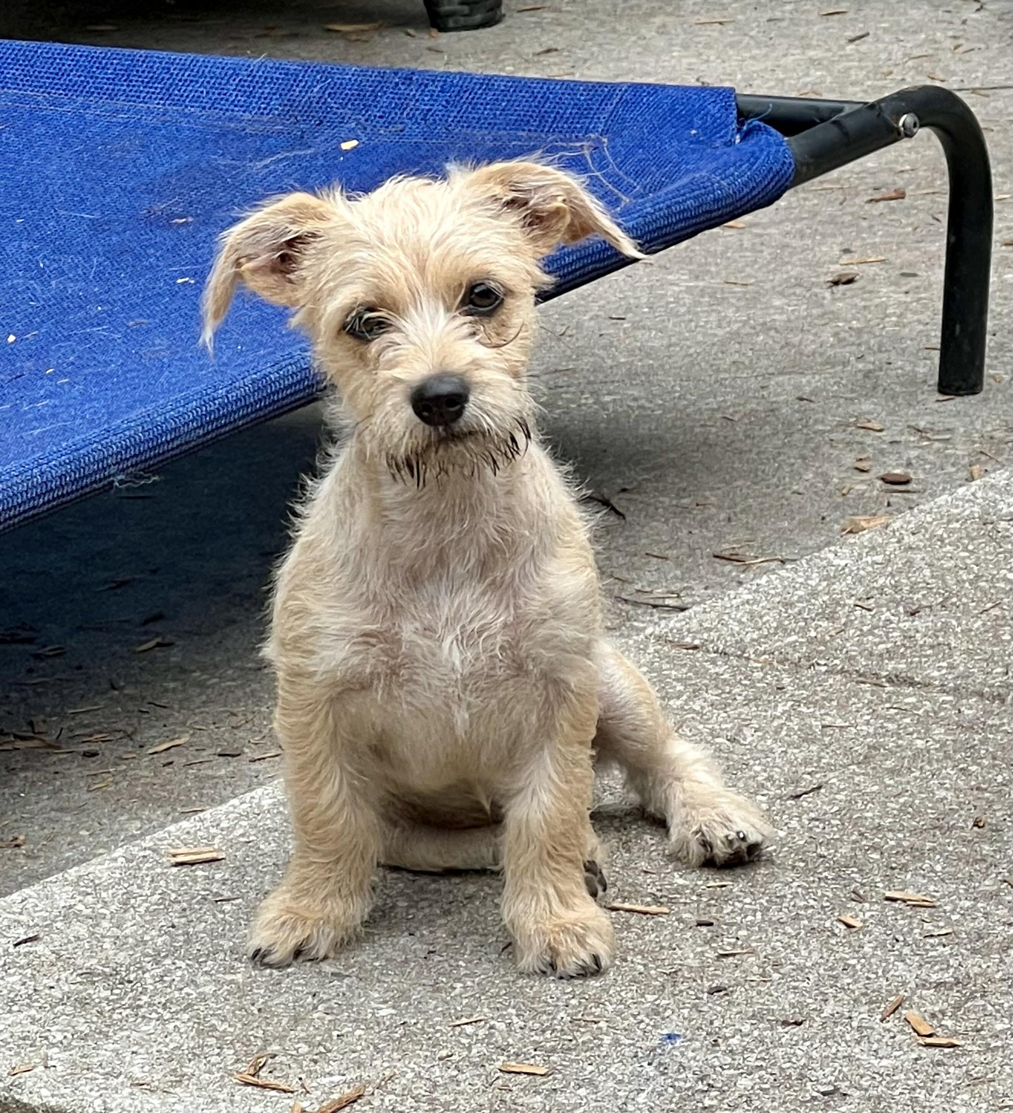 Mimi-ADOPTION PENDING, Adoptable, Puppy Female Mixed Breed.