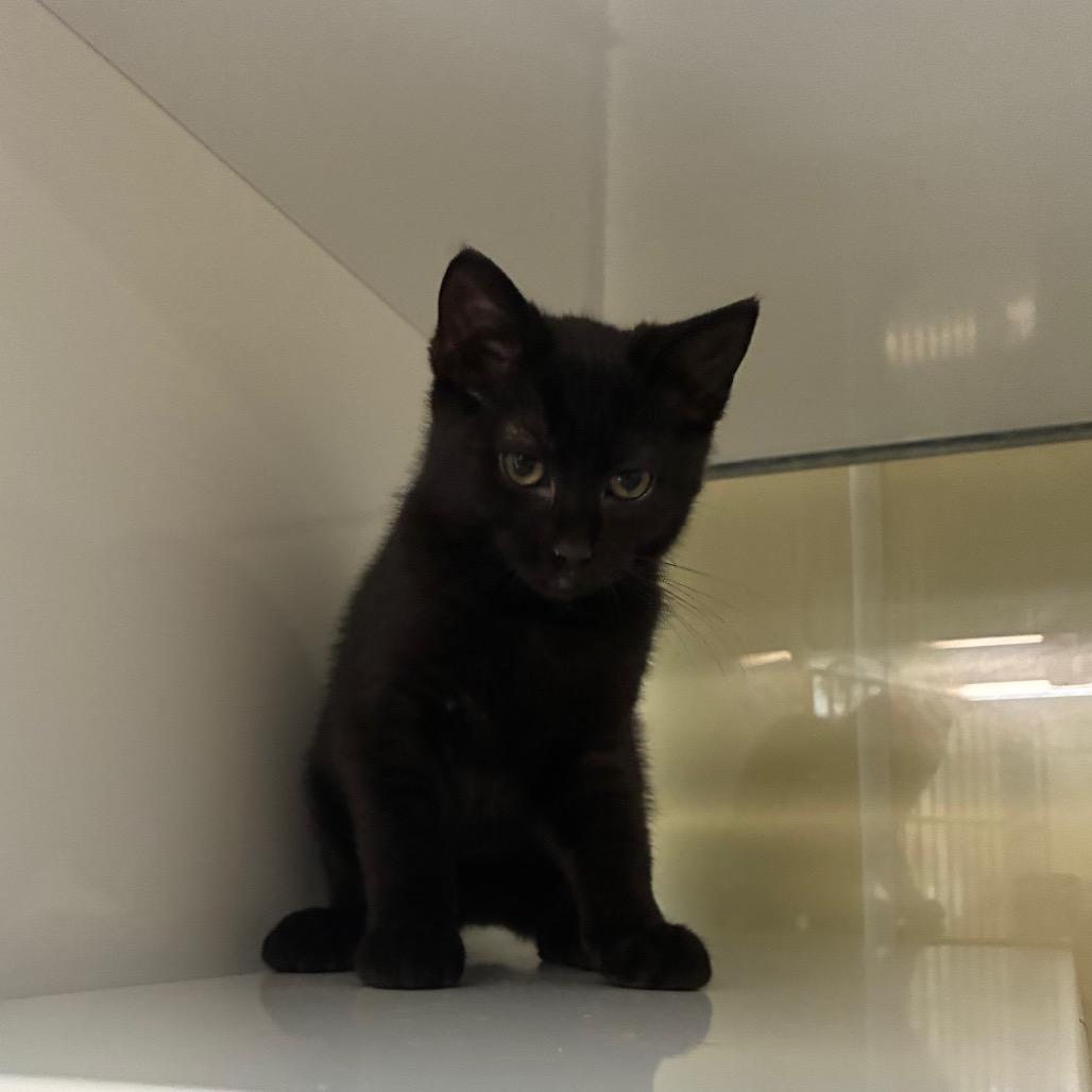Jet, Adoptable, Kitten Female Domestic Medium Hair.