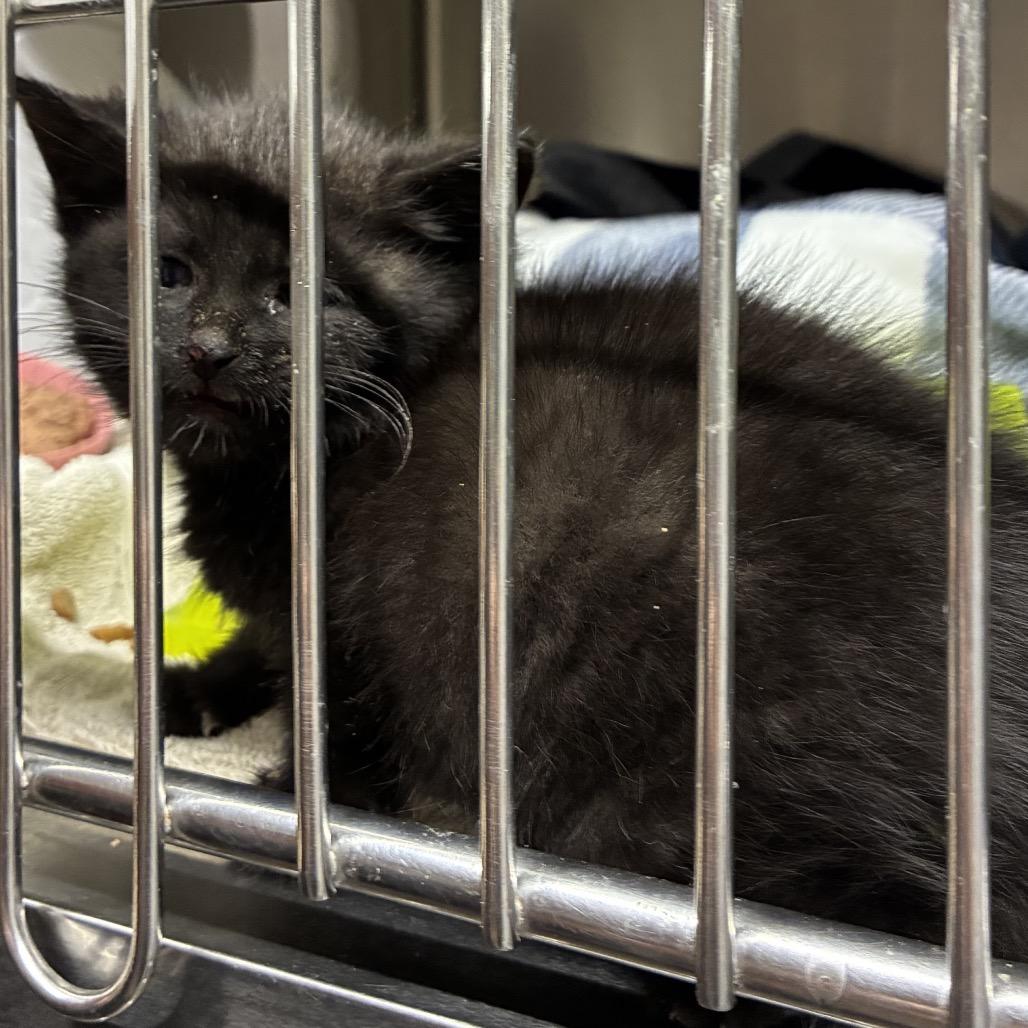 Enlarge Jet, a Adoptable Domestic Medium Hair in Danville, KY image 3/4