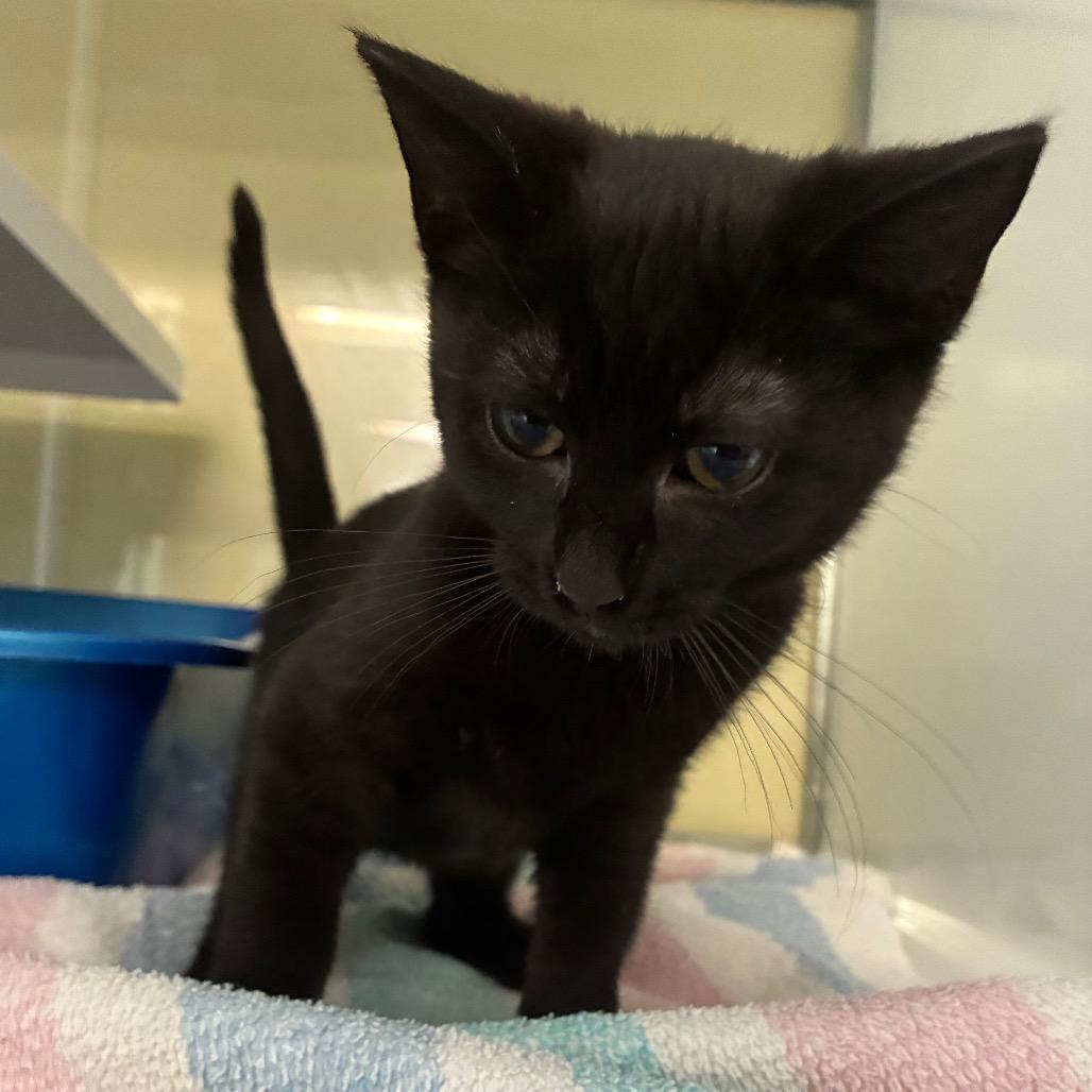 Enlarge Jet, a Adoptable Domestic Medium Hair in Danville, KY image 4/4