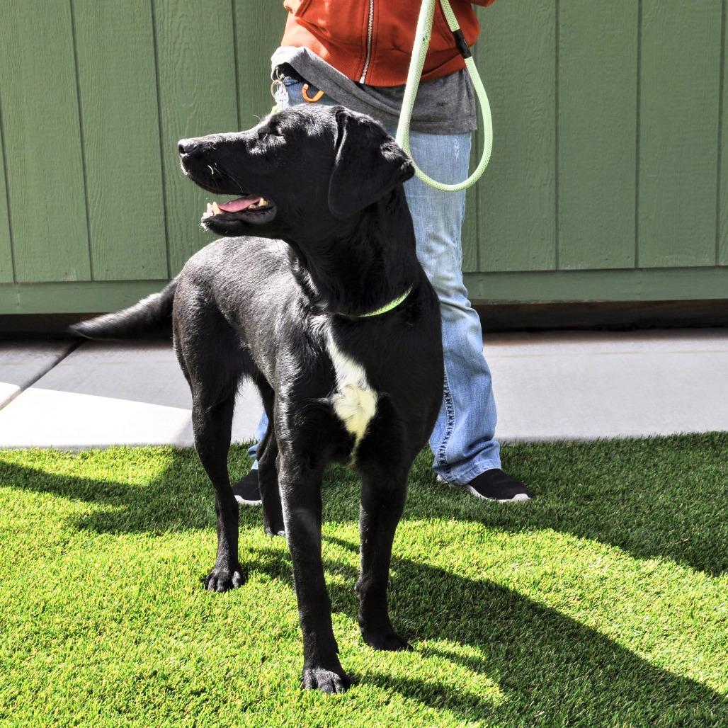 Sadie, a Adoptable mixed breed in Prescott, AZ image 1/6