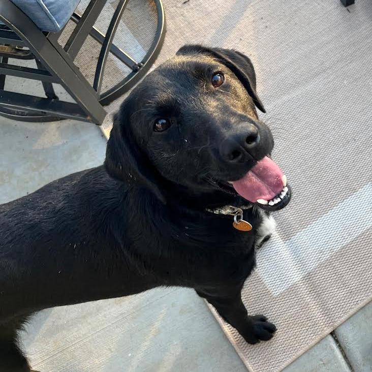 Sadie, a Adoptable mixed breed in Prescott, AZ image 2/6