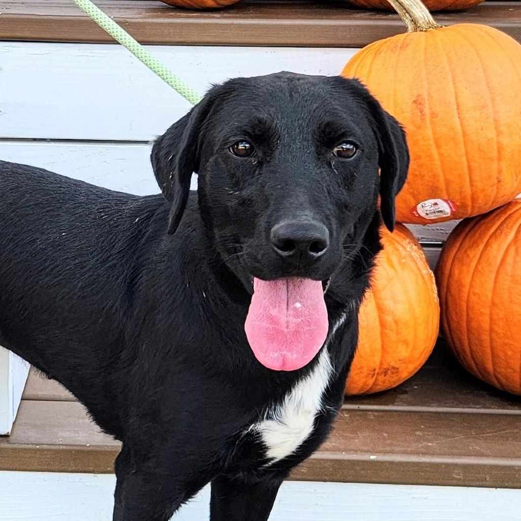 Sadie, Adoptable, Adult Female Black Labrador Retriever & Mixed Breed.