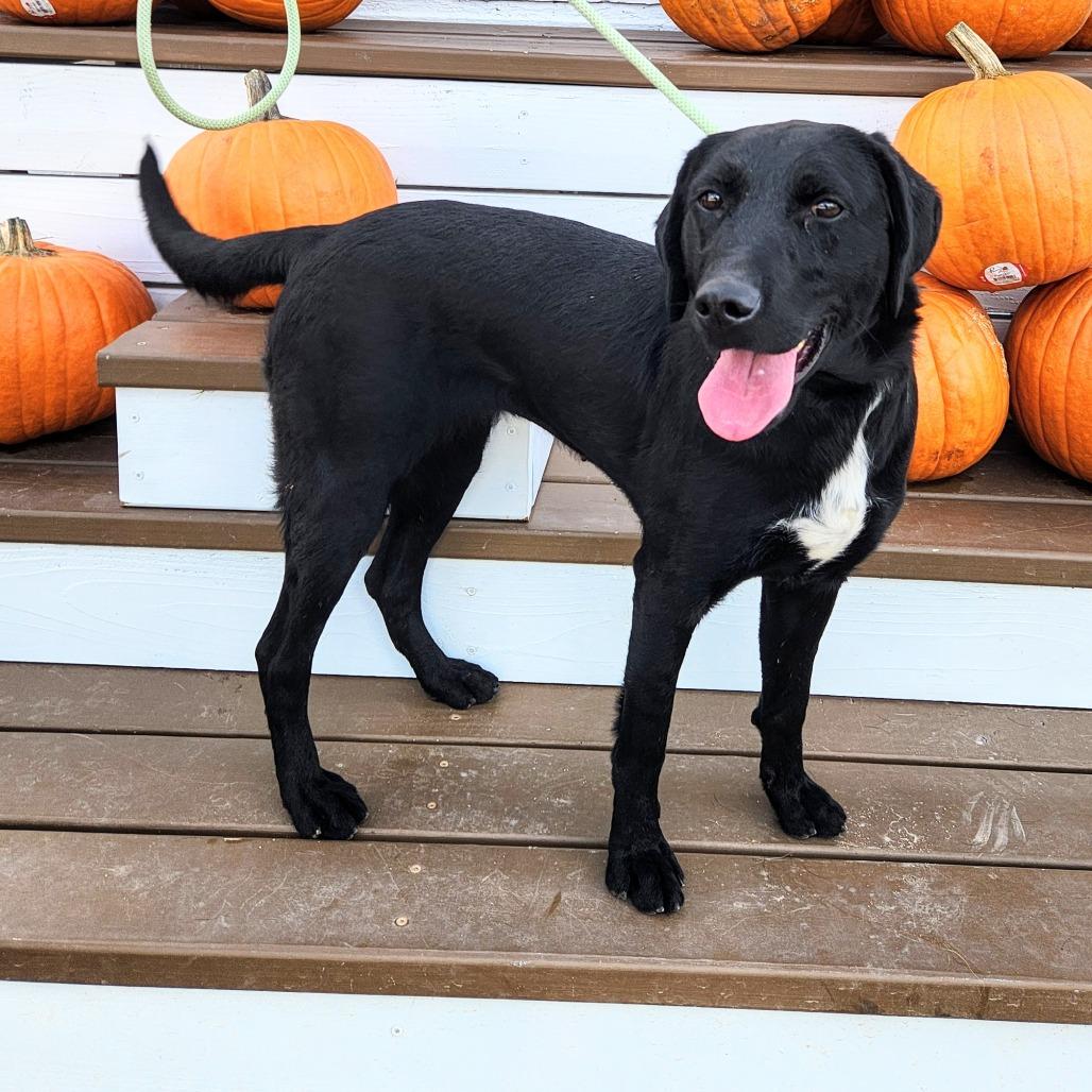 Sadie, a Adoptable mixed breed in Prescott, AZ image 4/6