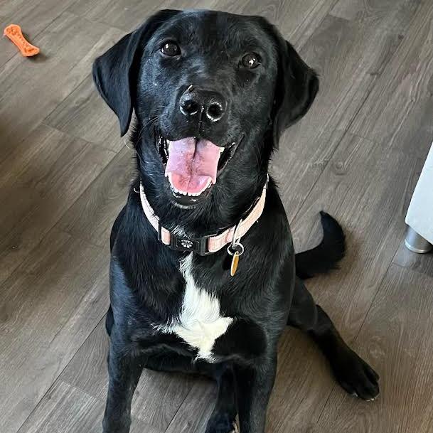 Sadie, a Adoptable mixed breed in Prescott, AZ image 5/6