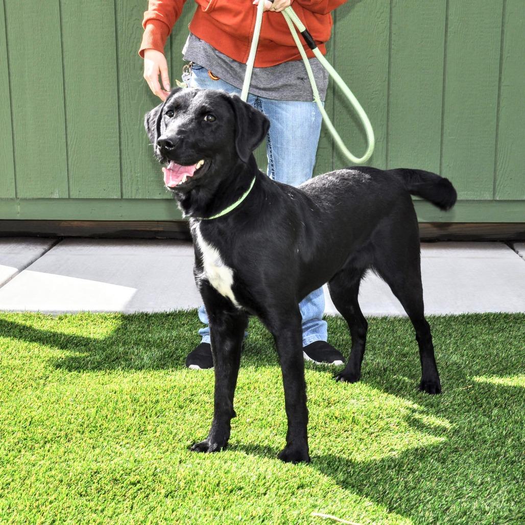 Sadie, a Adoptable mixed breed in Prescott, AZ image 6/6