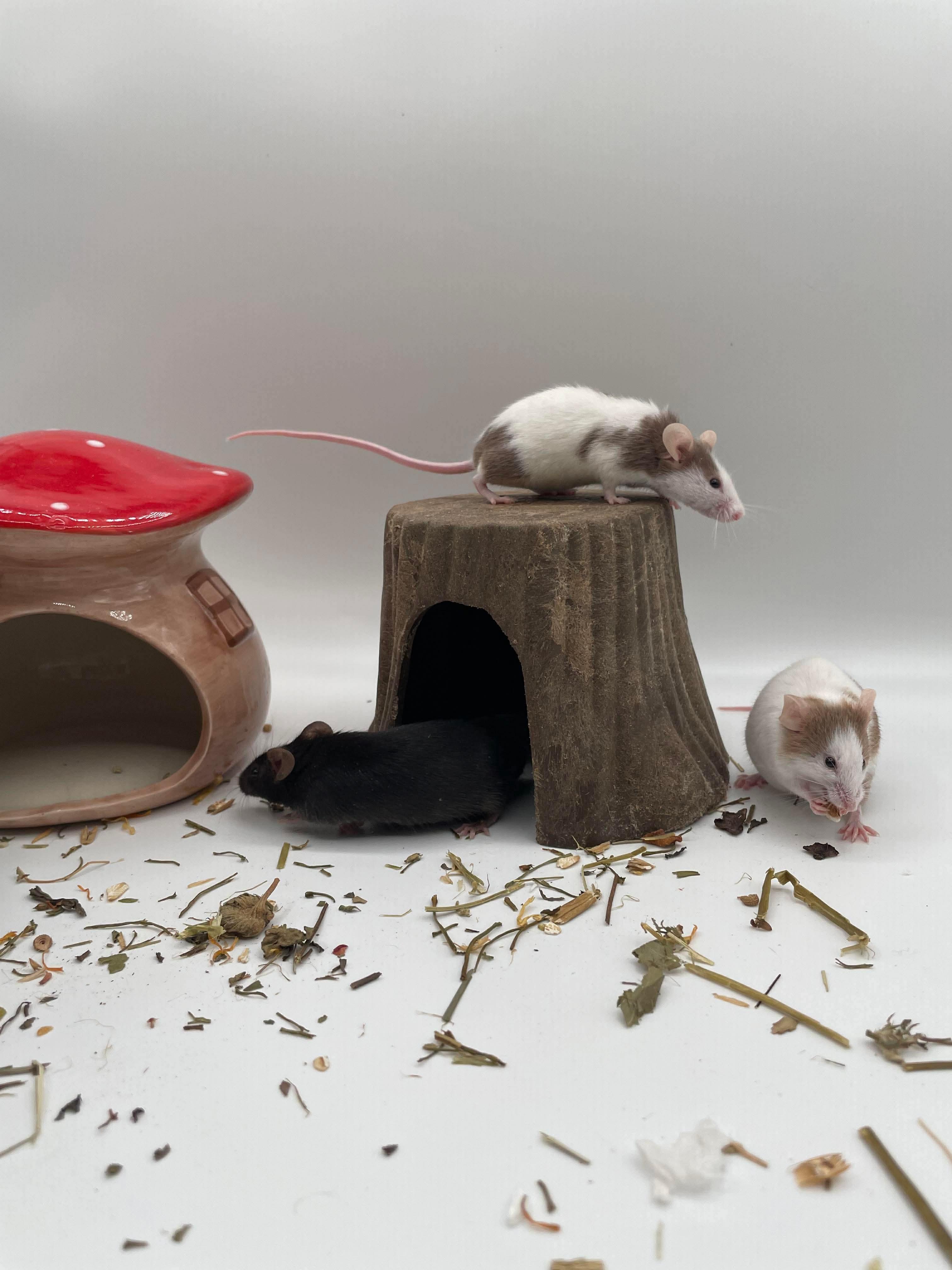 Enlarge Lily, Orchid & Zinnia, an adopted Mouse in Springfield, OR image 4/5