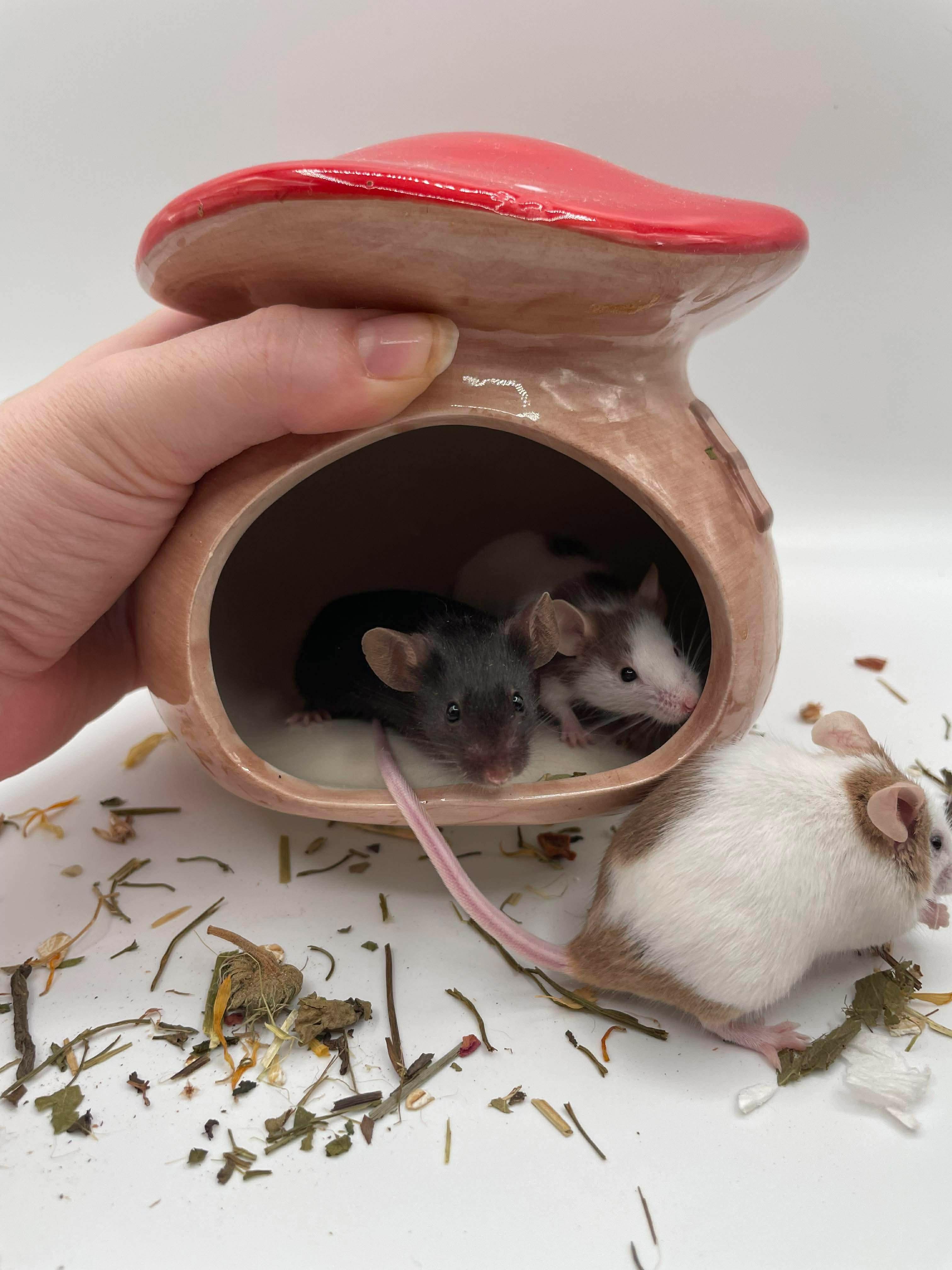 Enlarge Lily, Orchid & Zinnia, an adopted Mouse in Springfield, OR image 2/5