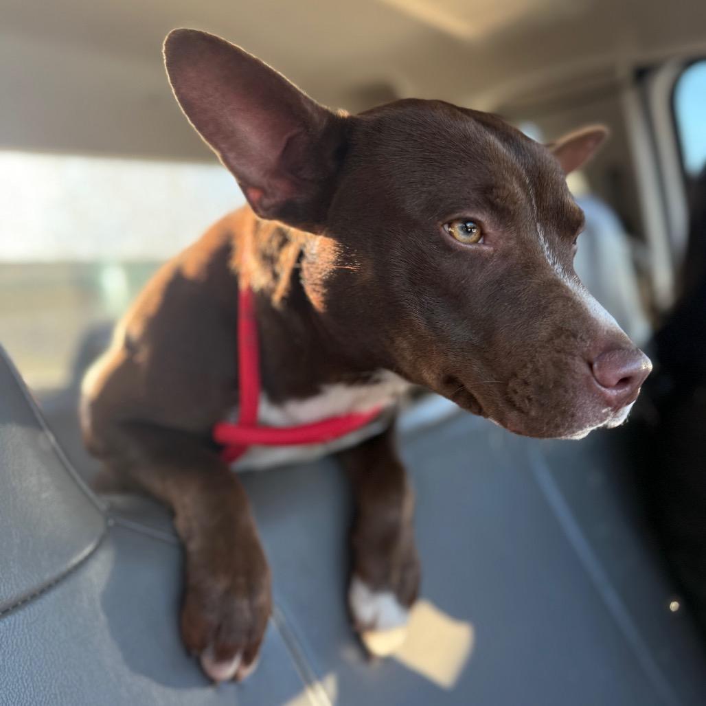 Cadbury — thumbnail 6