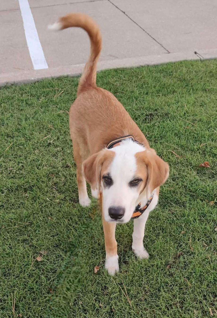 Enlarge Adira, a Adoptable mixed breed in Oklahoma City, OK, OK image 4/6