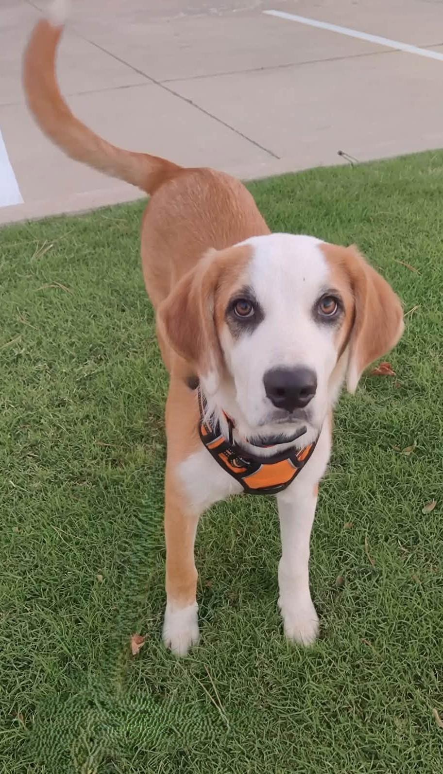 Enlarge Adira, a Adoptable mixed breed in Oklahoma City, OK, OK image 5/6