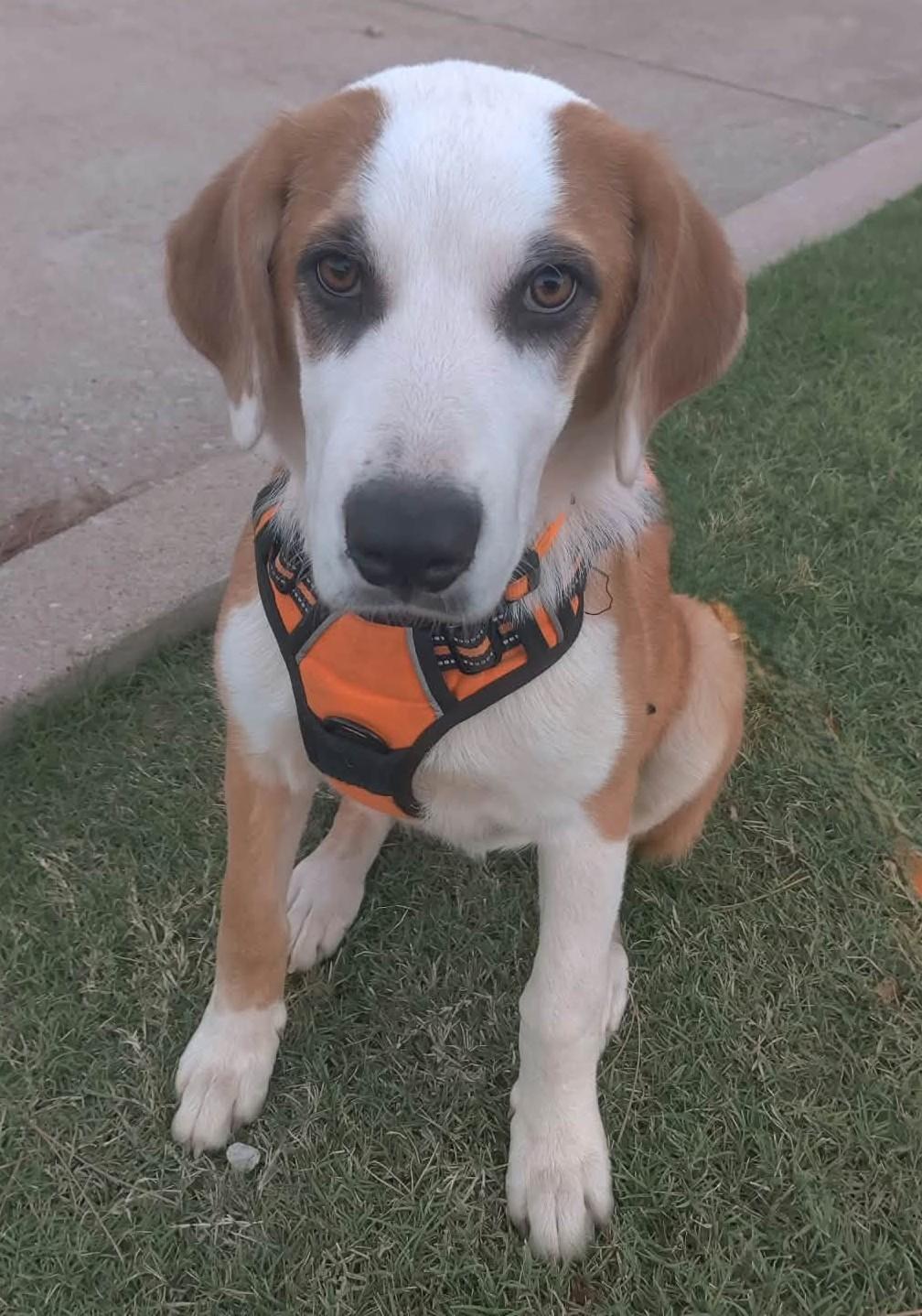 Adira, Adoptable, Puppy Female Great Pyrenees.