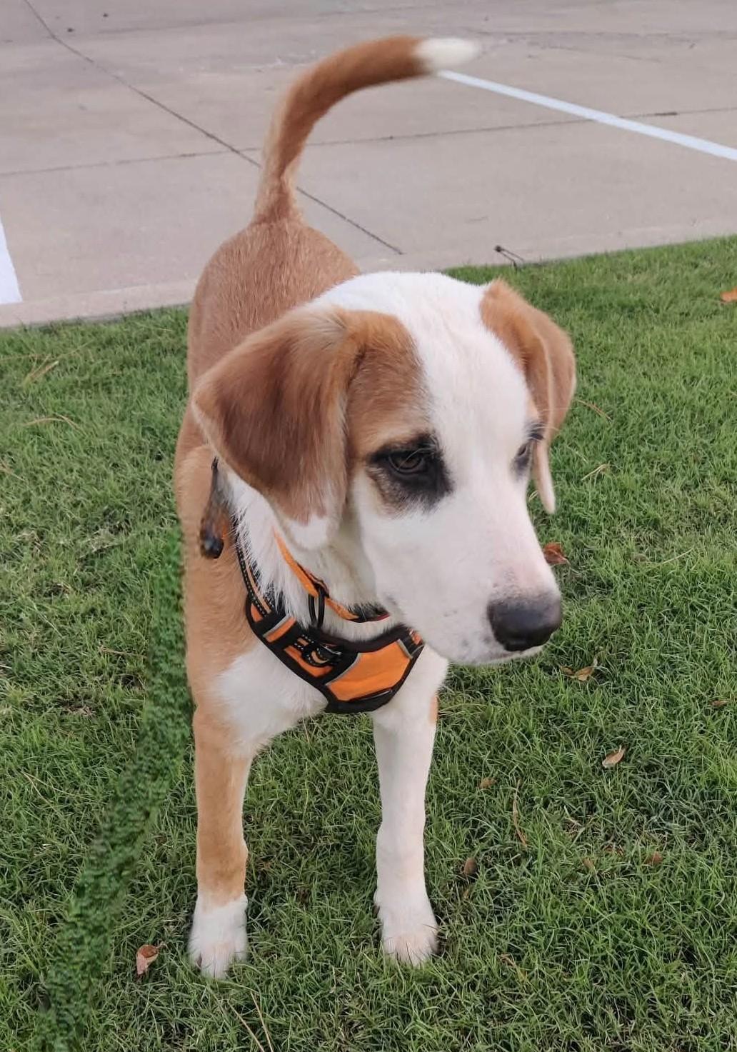 Enlarge Adira, a Adoptable mixed breed in Oklahoma City, OK, OK image 3/6