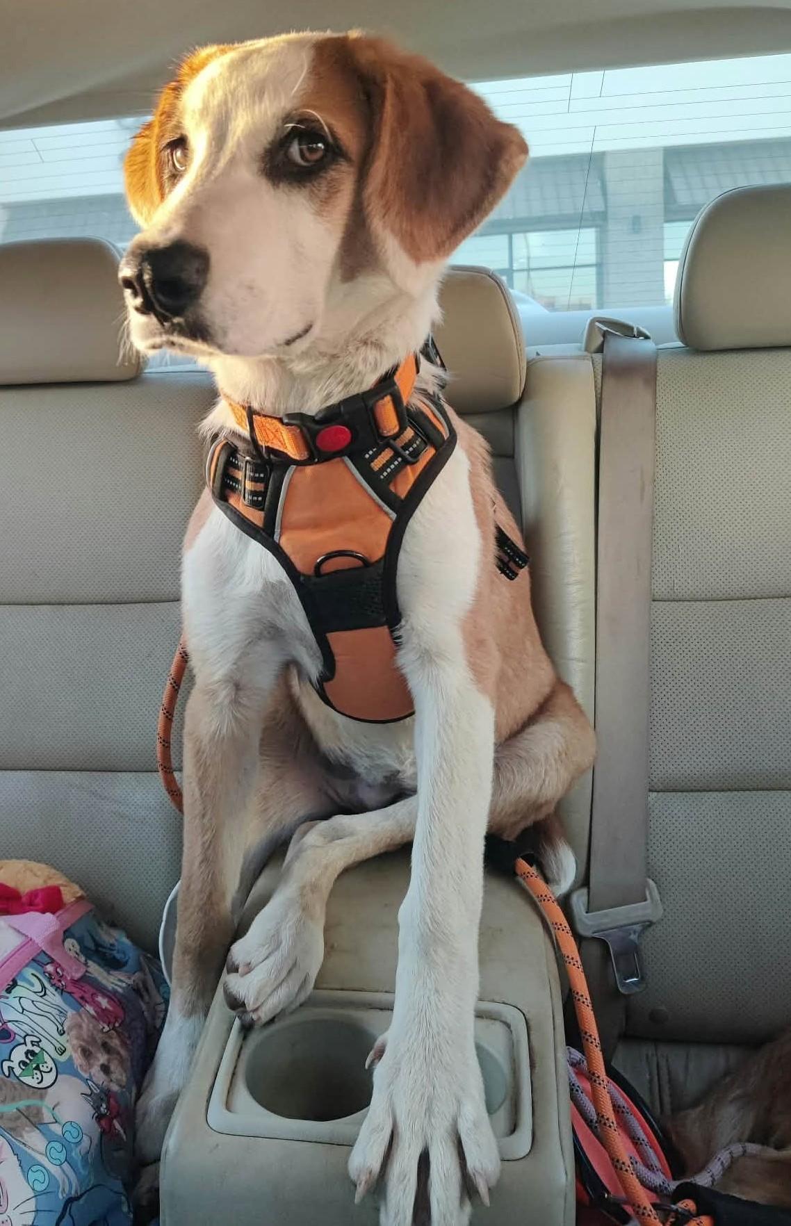 Enlarge Adira, a Adoptable mixed breed in Oklahoma City, OK, OK image 6/6