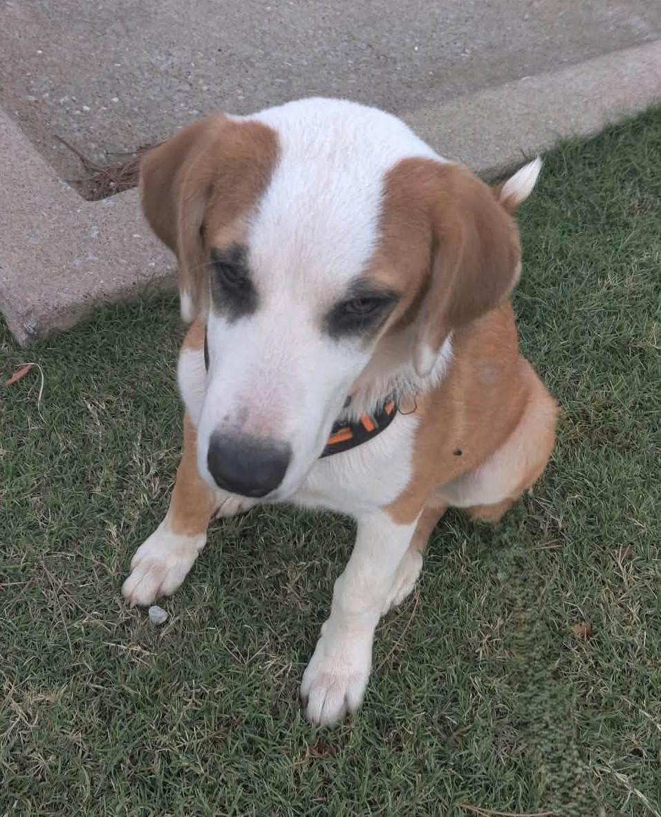 Enlarge Adira, a Adoptable mixed breed in Oklahoma City, OK, OK image 2/6