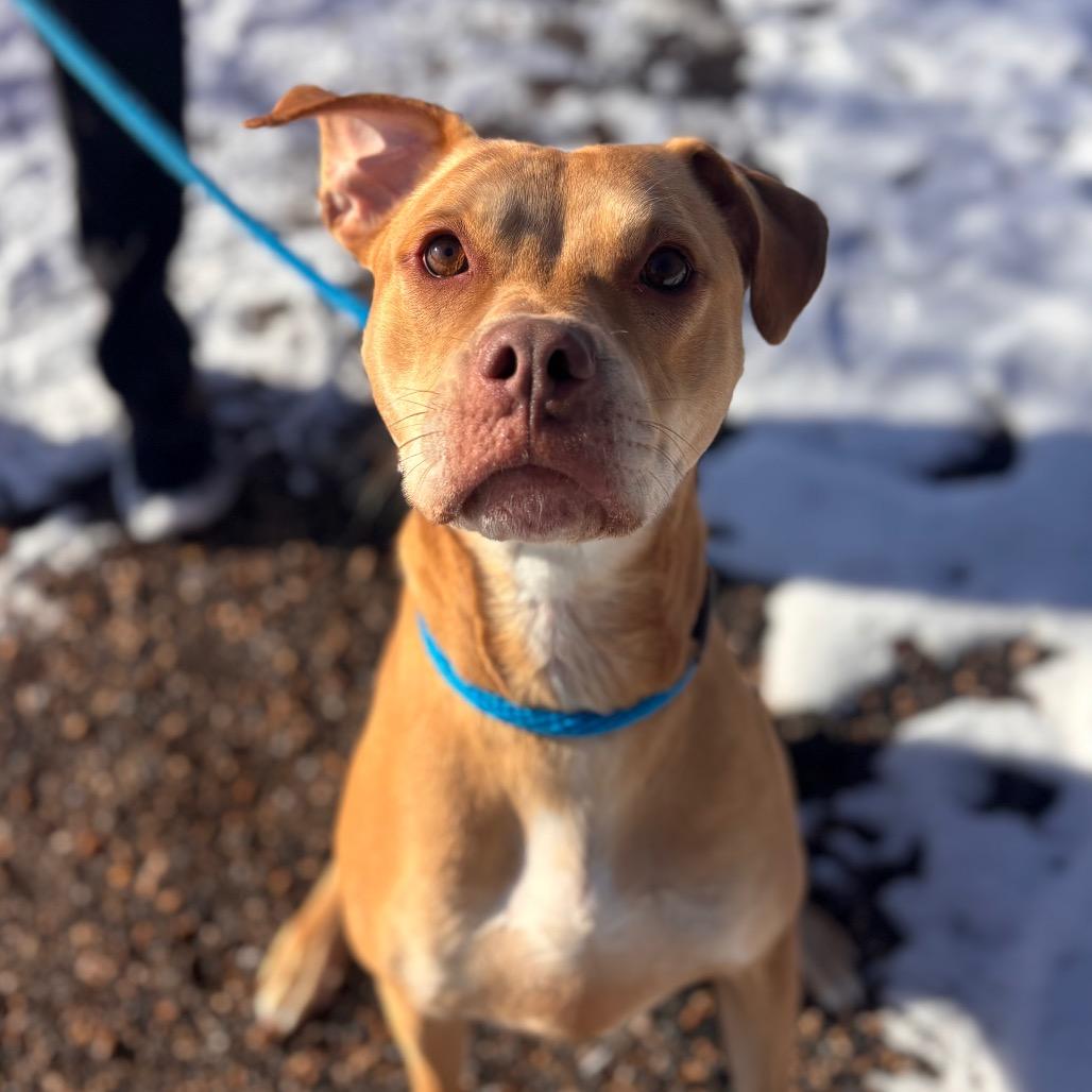 Enlarge Macy, a Adoptable mixed breed in York, PA image 2/6