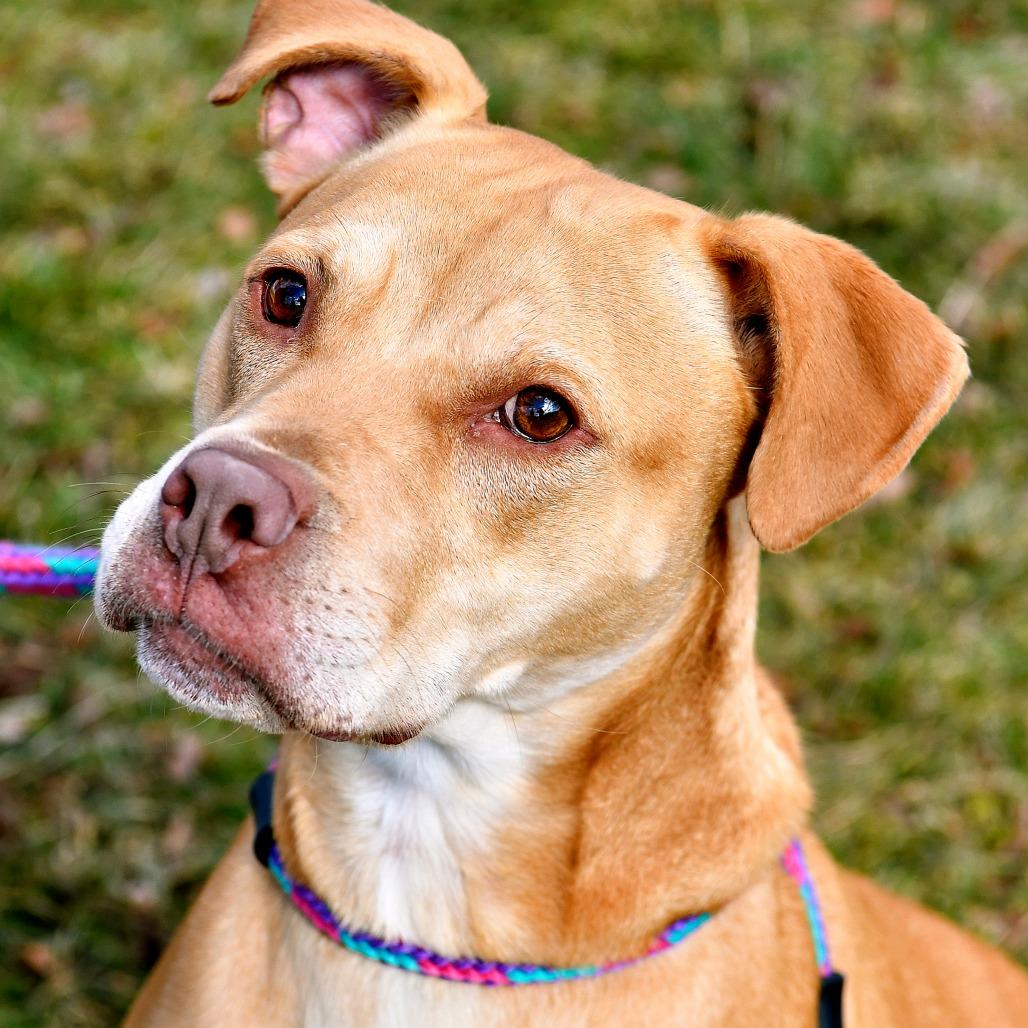 Enlarge Macy, a Adoptable mixed breed in York, PA image 4/6