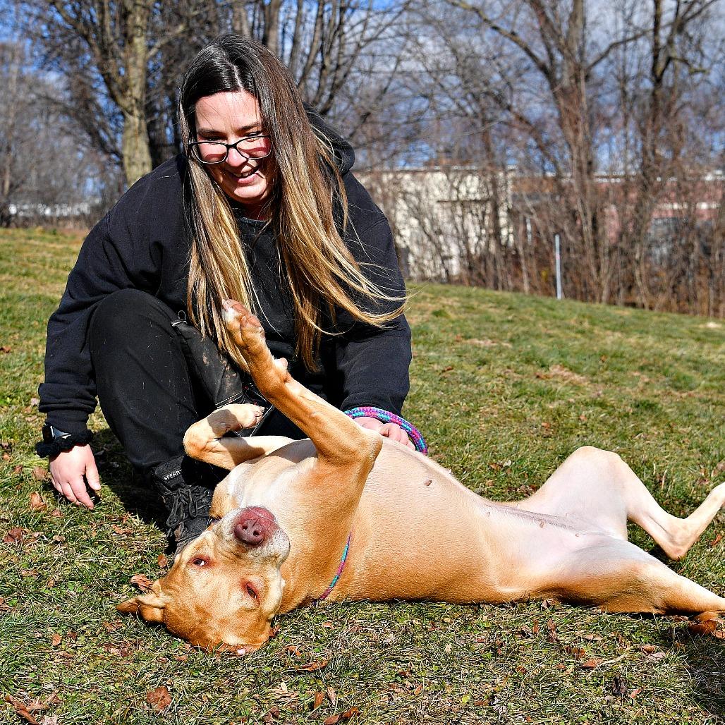 Enlarge Macy, a Adoptable mixed breed in York, PA image 5/6