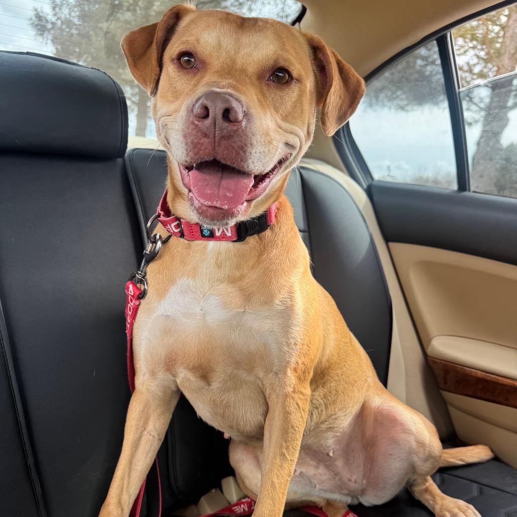 Enlarge Macy, a Adoptable mixed breed in York, PA image 5/6