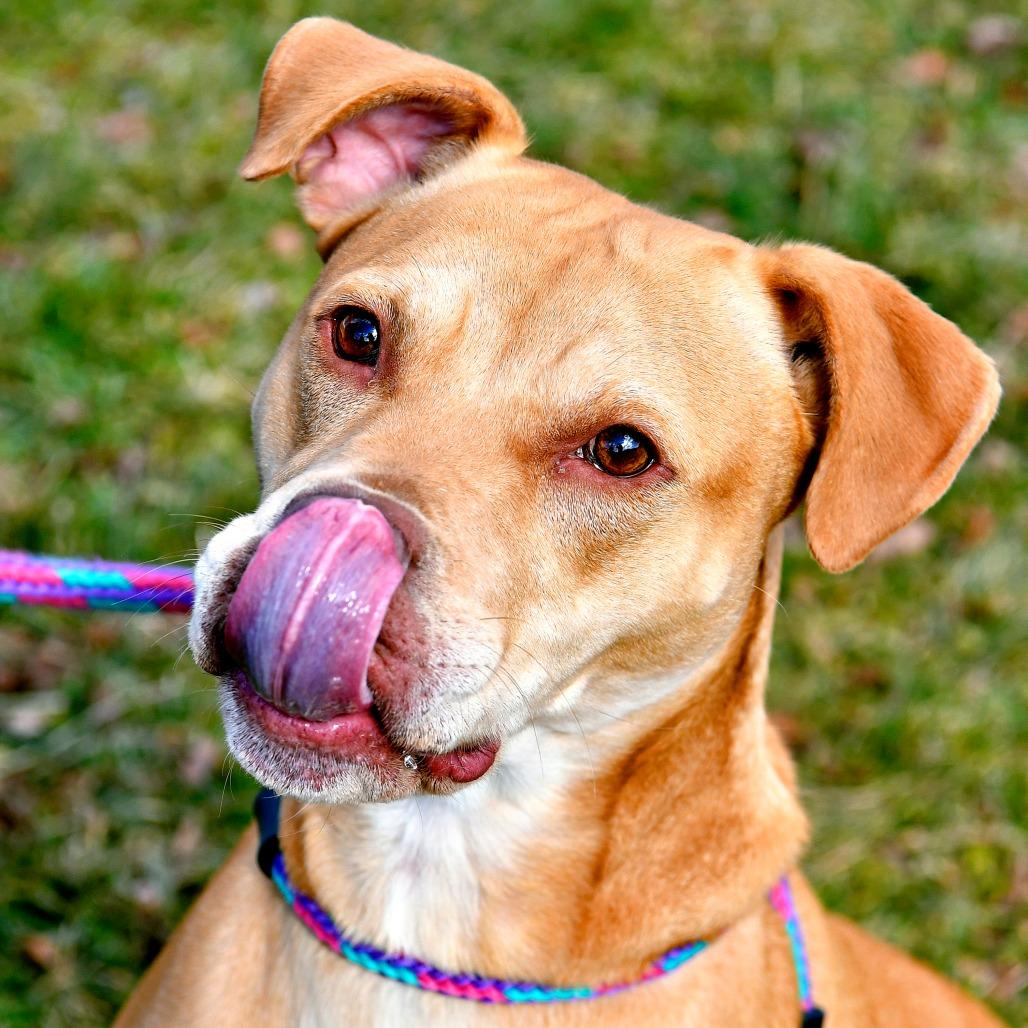 Enlarge Macy, a Adoptable mixed breed in York, PA image 6/6