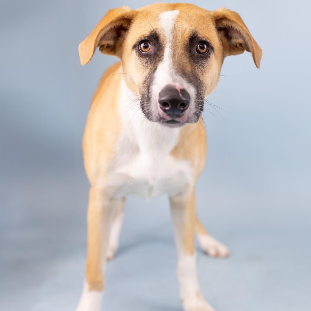 Duchess, Adoptable, Young Female Mixed Breed.
