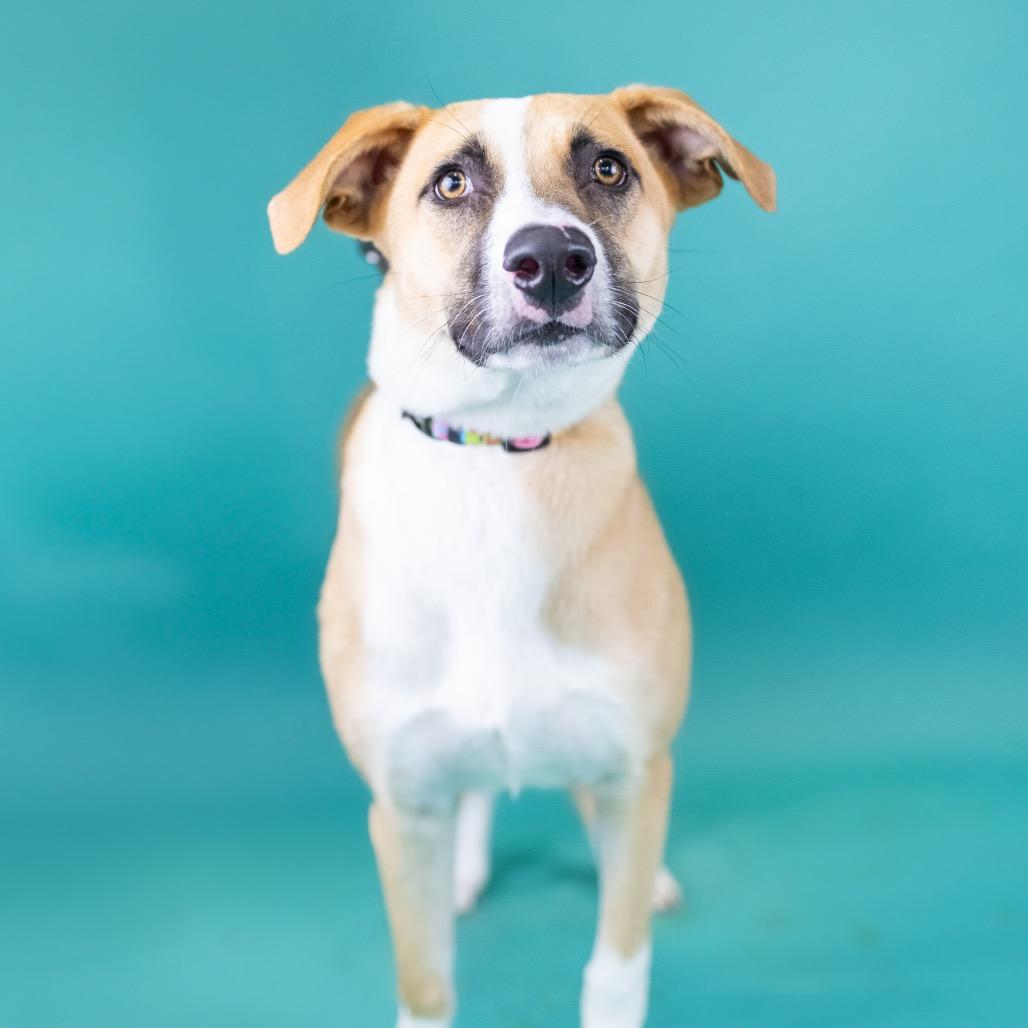 Enlarge Duchess, a Adoptable Mixed Breed in Portland, OR image 2/2