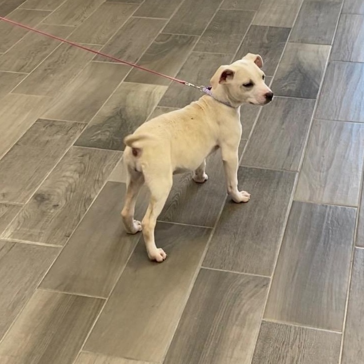 Enlarge Lucy, a ADOPTABLE mixed breed in Nevada, MO image 1/1