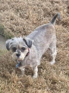 Enlarge Gizzy, a ADOPTABLE mixed breed in Memphis, TN image 4/6