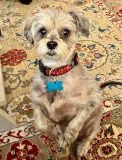 Enlarge Gizzy, a ADOPTABLE mixed breed in Memphis, TN image 5/6