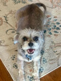 Enlarge Gizzy, a ADOPTABLE mixed breed in Memphis, TN image 2/6