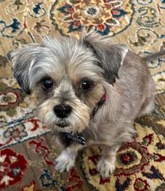 Enlarge Gizzy, a ADOPTABLE mixed breed in Memphis, TN image 1/6