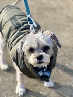 Enlarge Gizzy, a ADOPTABLE mixed breed in Memphis, TN image 6/6