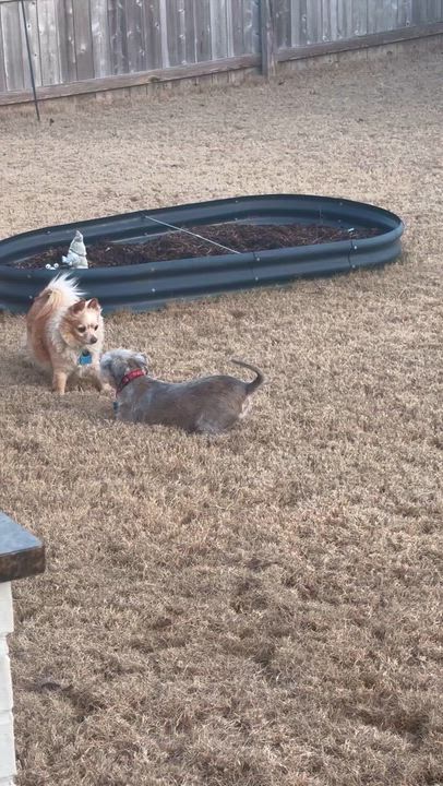 Enlarge Gizzy, a ADOPTABLE mixed breed in Memphis, TN video 3/6