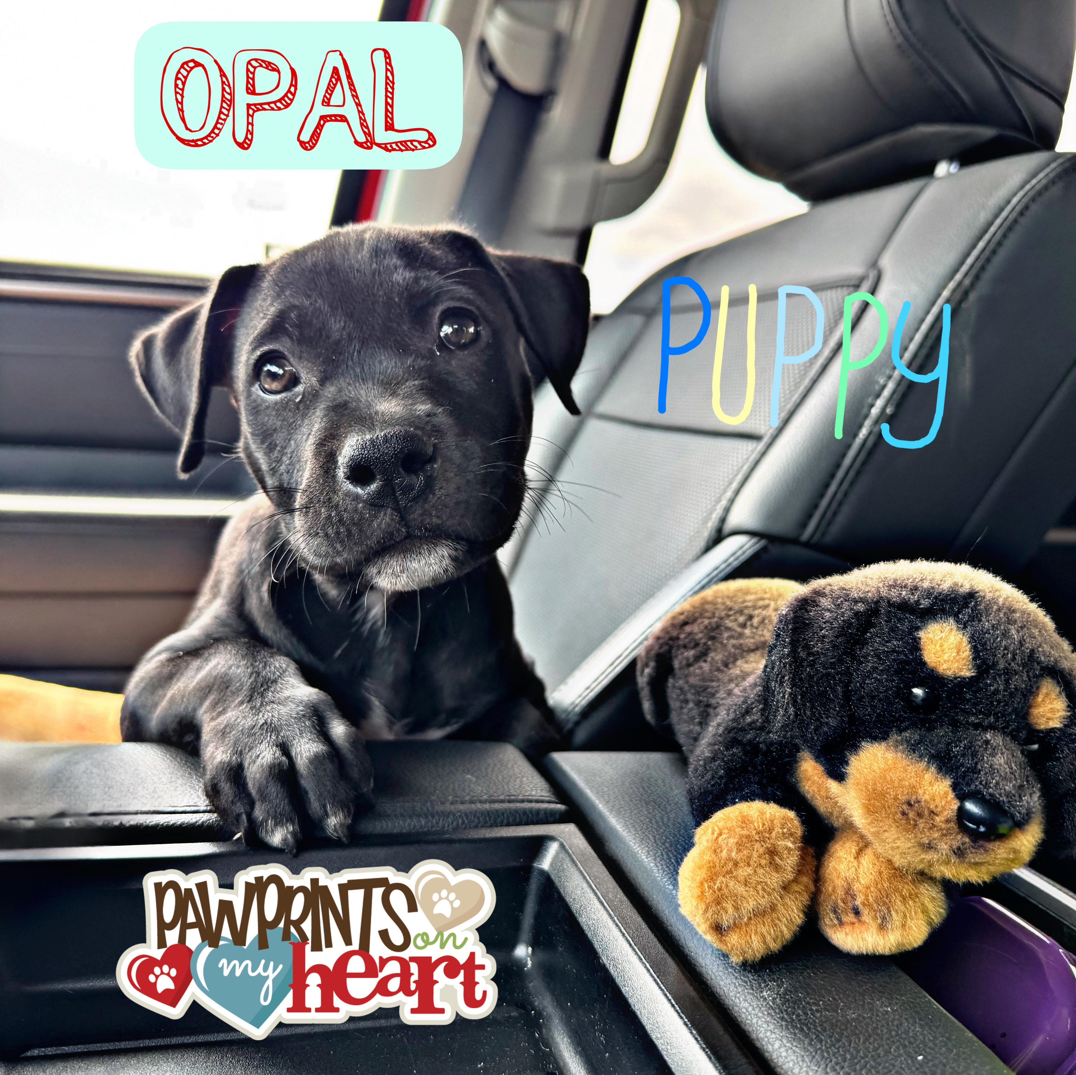 OPAL