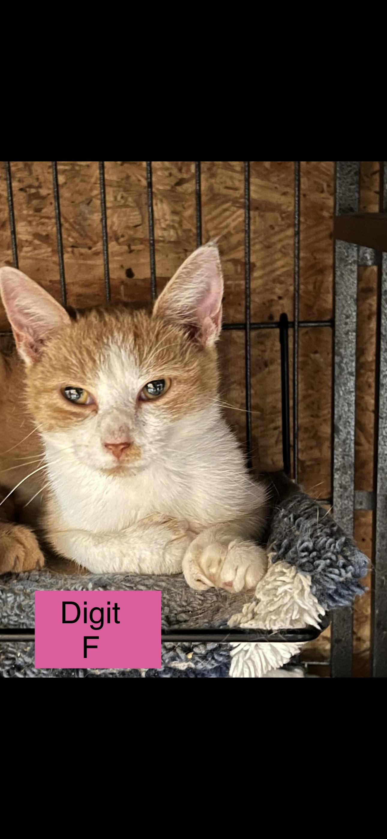 Enlarge Digit, a Adoptable Domestic Short Hair in Sneads Ferry, NC image 1/1