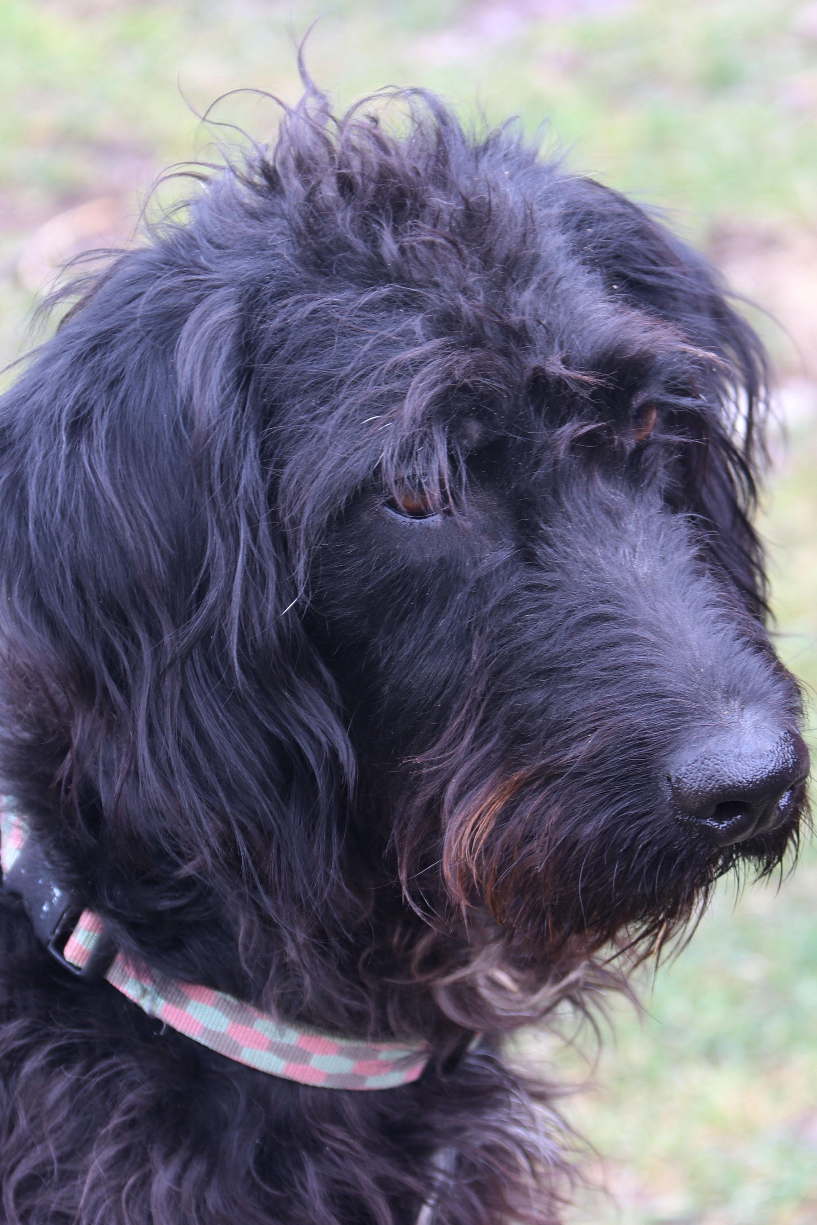 Bentley