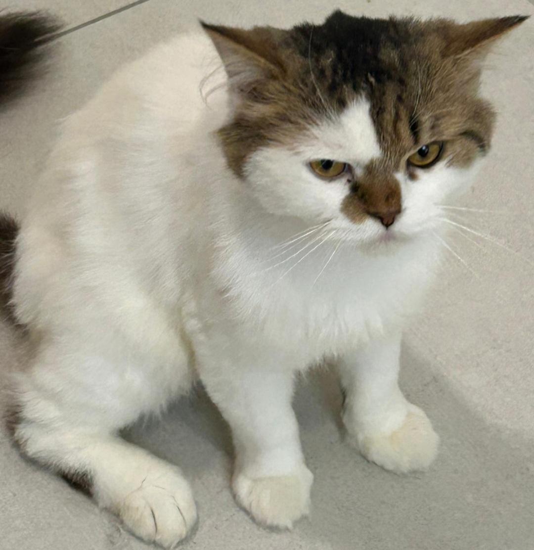 Enlarge Echo, a Adoptable Domestic Long Hair in Snow Hill, MD image 3/4