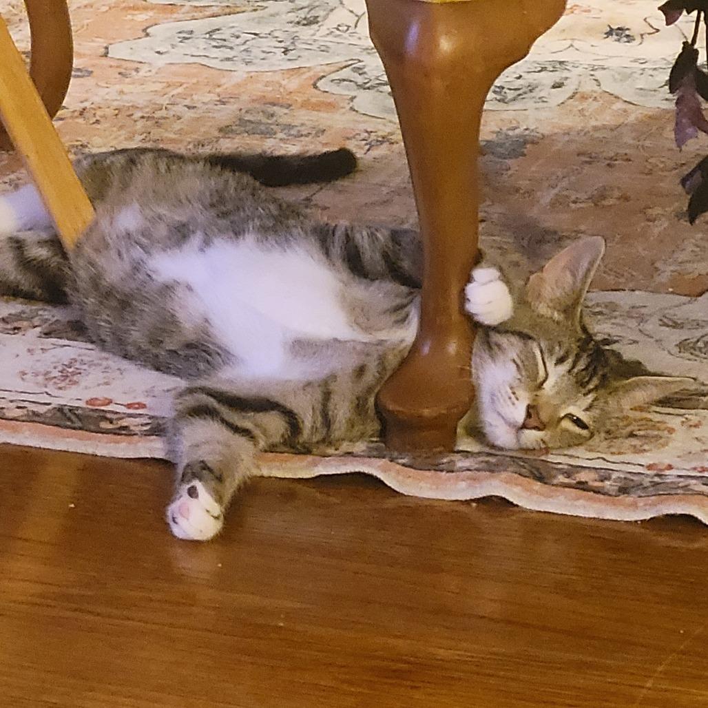 *President Cheesypuff, Adoptable, Young Male Domestic Short Hair.