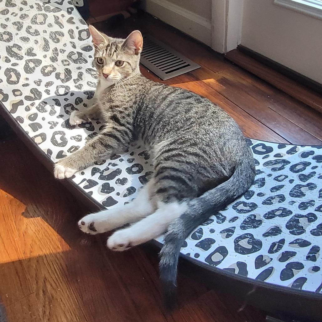 Enlarge *President Cheesypuff, a Adoptable Domestic Short Hair in Huntsville, AL image 2/6