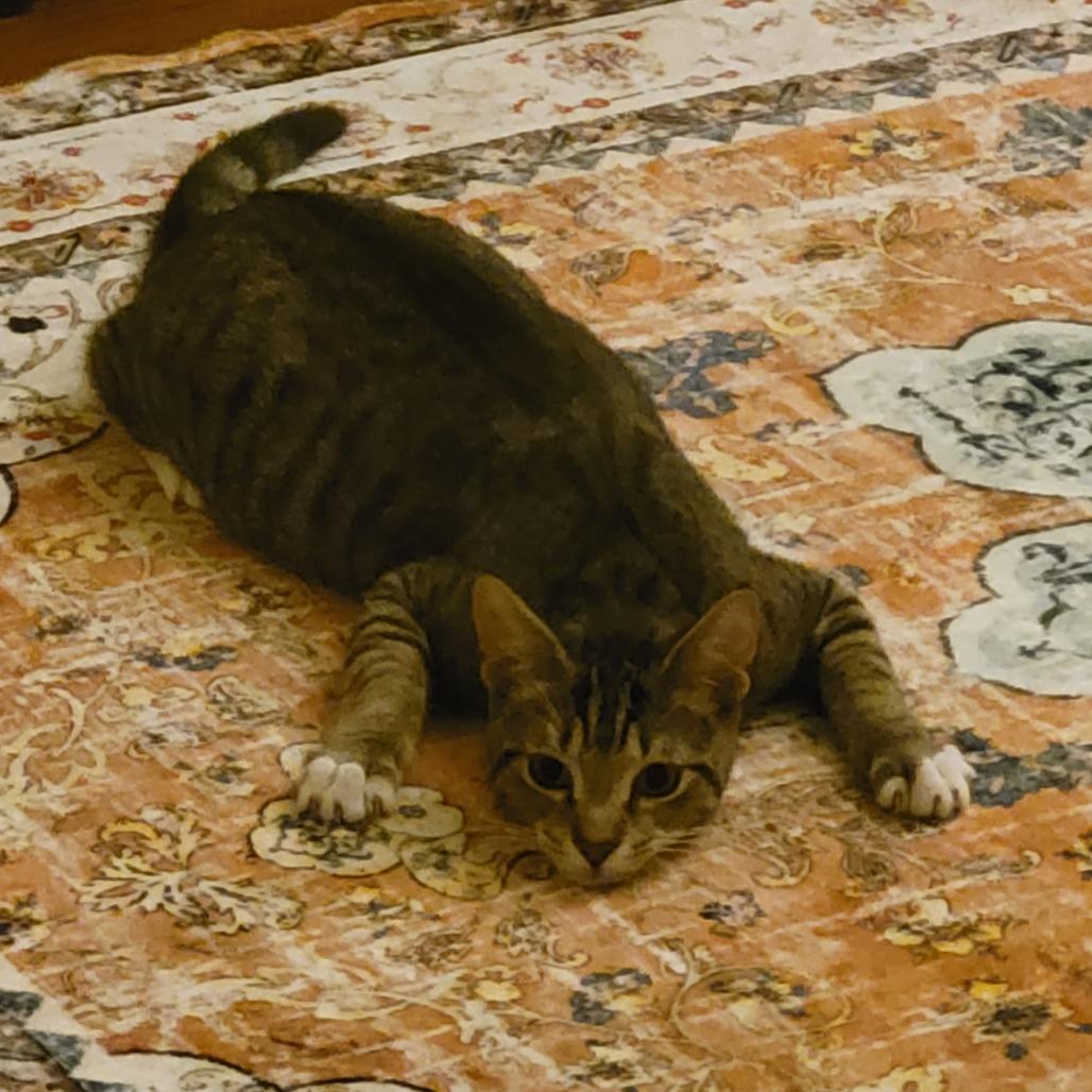 Enlarge *President Cheesypuff, a Adoptable Domestic Short Hair in Huntsville, AL image 3/6